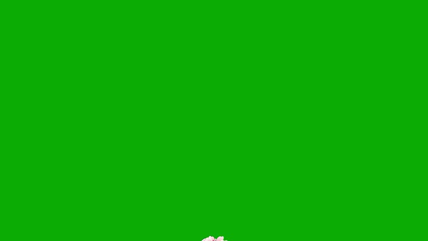 Beautiful cherry flowers motion graphics with green screen background