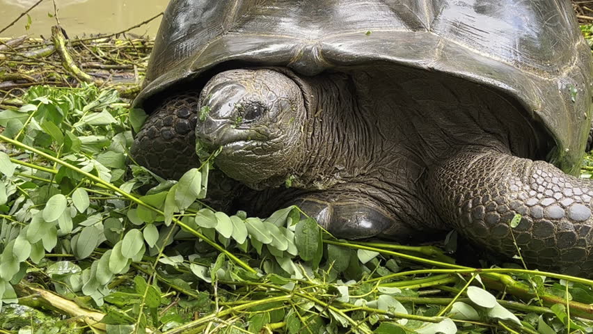 Wild old turtle eating green grass in forest living in natural habitat. Tortoise nutrition, eat fresh greenery food outdoors. Reptile animal near puddle finding eatable herbs.