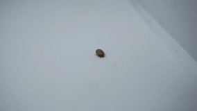 Macro Footage of Adult Tick Crawling on White Surface. Educational Stock Video for Wildlife Studies and Health Awareness.