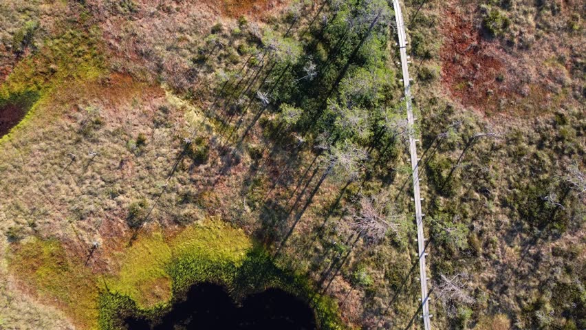 Top view on bog and forest in Estonian national park