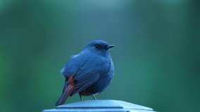 Plumbeous water redstart close up male in the forest of Taiwan 4k video
