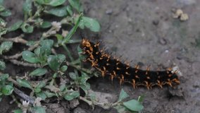 close-up video of a  caterpillar eating leaves 