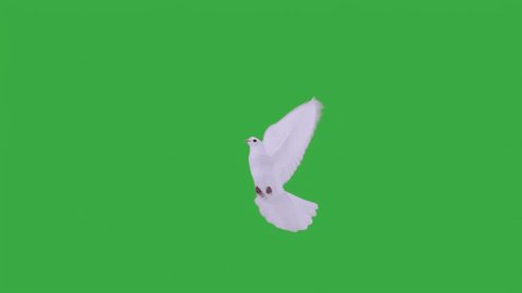 flying white dove on a green screen. slow motion Adlı Stok Video