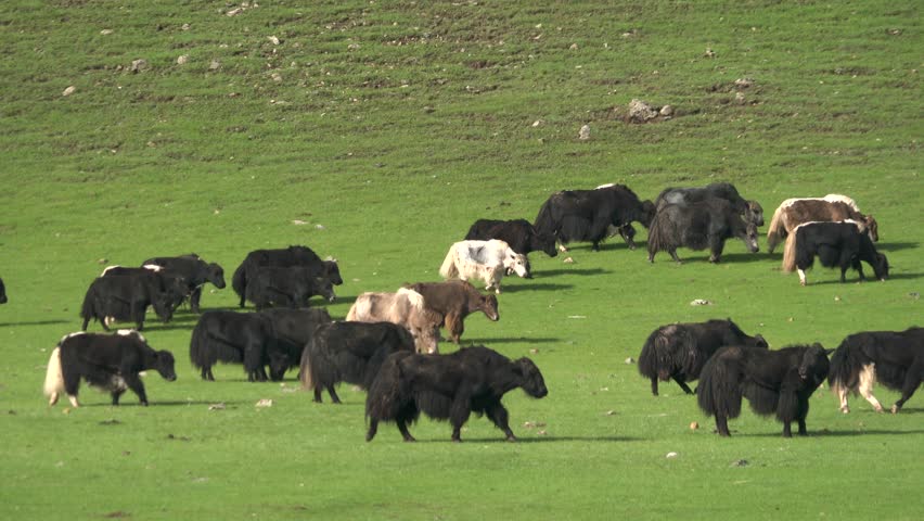 Bos grunniens yak cattle on green fresh grassy meadows in Mongolian plateaus.