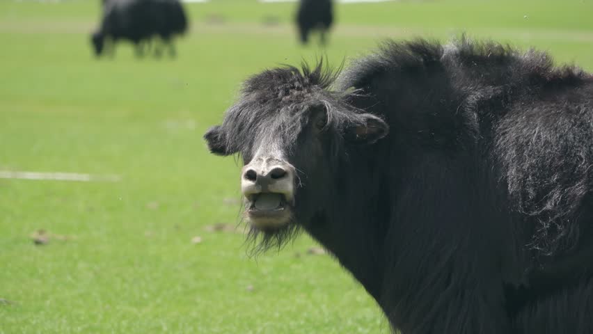 Bos grunniens yak cattle on green fresh grassy meadows in Asian plateaus.