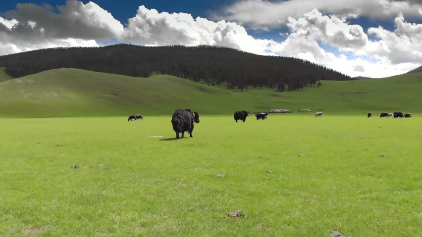 Bos grunniens yak cattle on green fresh grassy meadows in Asian plateaus.