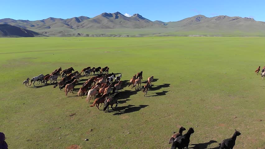 Aerial view of Mongolian farmer trying to catch wild horses running through the flat treeless meadows of Mongolia. Royalty-Free Stock Footage #3412048847
