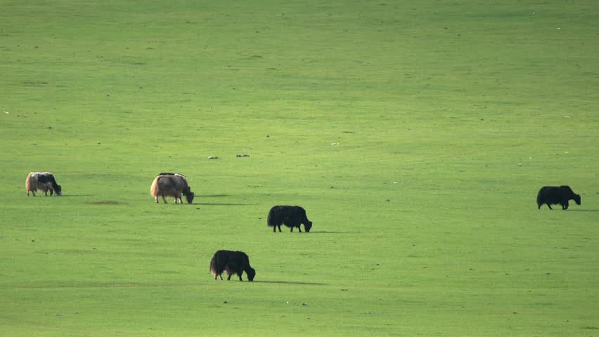 Yaks grazing in the treeless meadow on the cinematic Tibetan plateau.