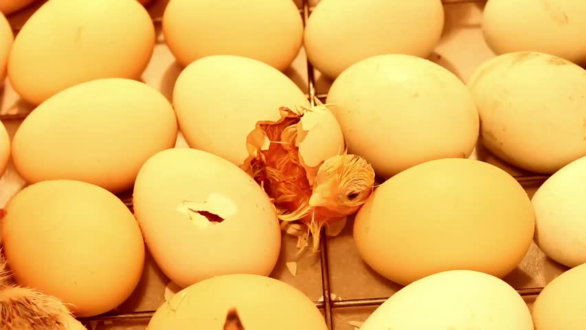 Little hatching chick paying its last efforts to get out of the egg in an incubator. The birth of a chicken.