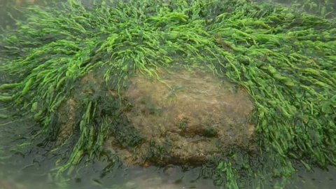 Algae in the waves