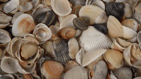 Seashells top view. Shell close-up. Ocean coast. Summer pattern from seashells. - Powered by Shutterstock - Get 15% off with code: PIKWIZARD15