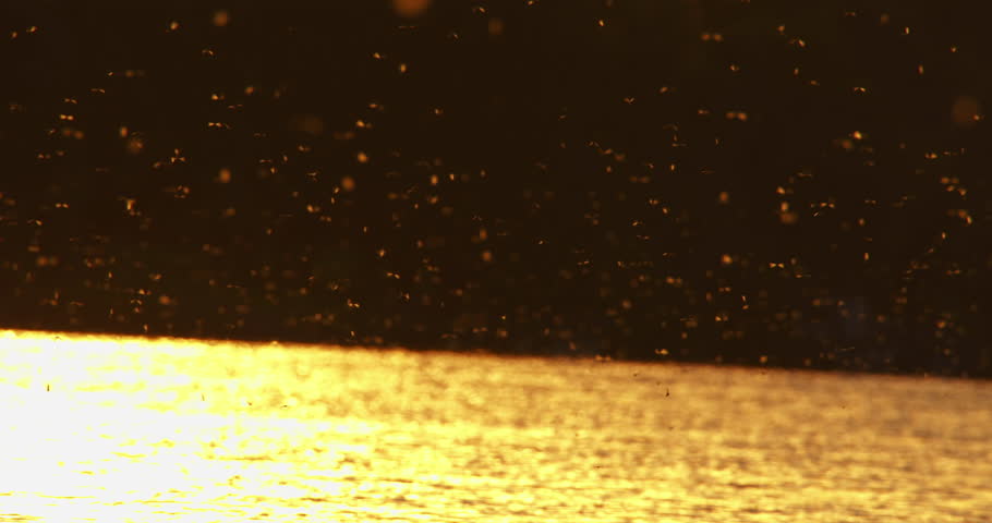 Mayflies swarm above Tisza river in sunset, viewed from boat