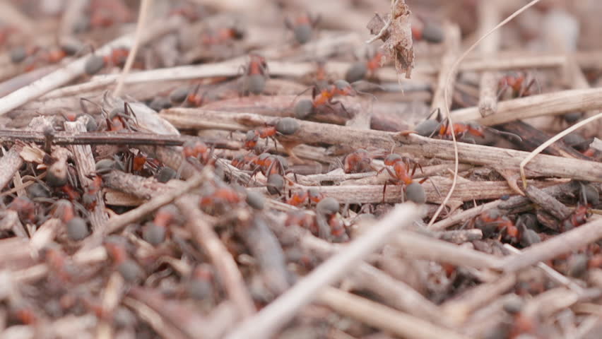 Big anthill in the straws. Big anthill with colony of ants in summer forest background. Ants on the ant hill in the woods closeup, macro. They mooving sticks and building their house