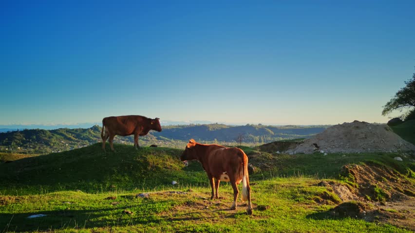 Two red cows standing peacefully in a vast green meadow surrounded by majestic mountains at the stunning landscape of Mingrelia. Summer scenery of farm animals grazing on rock field under blue sky