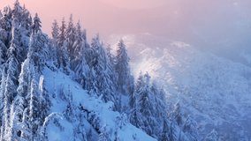 Aerial winter landscape with pine trees in pink cloud at sunrise. Snow covered fir forest in cold mountains. Beautiful winter nature with snow covered frosty forest trees. Alpine landscape at morning - Powered by Shutterstock - Get 15% off with code: PIKWIZARD15