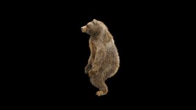 Bear Dancing CG fur 3d rendering animal realistic composition 3d mapping cartoon, Included in the end of the clip with Luma matte.