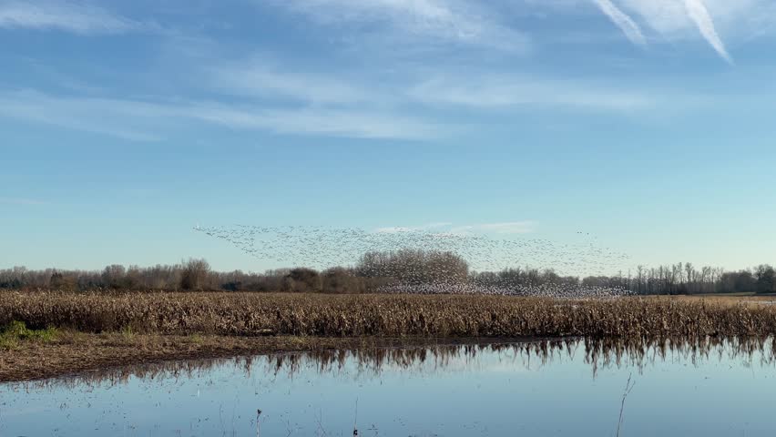 Goose Geese Fly in Sauvie Island Wildlife Area Refuge, Oregon State