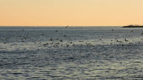 Seagulls soaring over sea at sunset, a serene scene. Seagull flock gliding above sea as sun sets. Sunset at sea with seagulls flying, peaceful and majestic