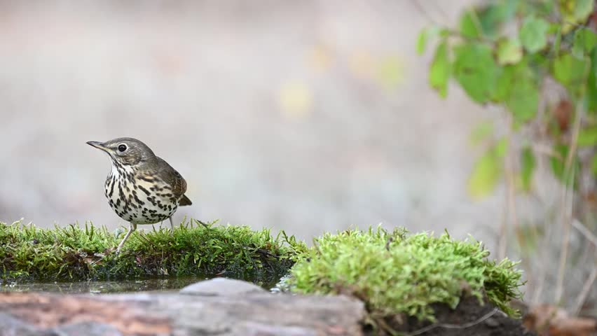 Song Trush Turdus philomelos in the wild. A blackbird chases away a songbird. Royalty-Free Stock Footage #3412427619