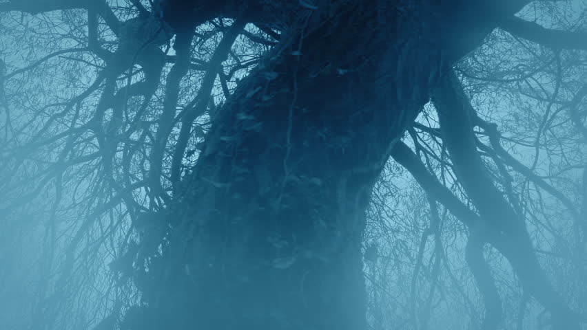 Mist Moving Over Gnarled Old Tree Royalty-Free Stock Footage #3412504235