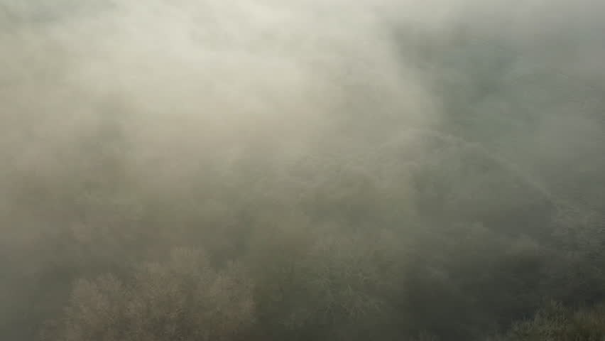 The frozen trees hidden by the fog over the fields in Europe, in France, in the Center region, in the Loiret, towards Orleans, in Winter, during a sunny day.