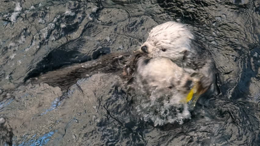 View of the Sea otters playing in the water. Cute furry sea otter family, two marine mammals, adorable cuddly wild aquatic animals swimming in ocean water in an oceanarium. High quality 4k footage