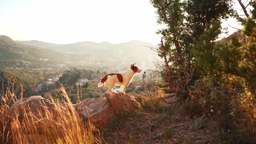 A small Jack Russell Terrier dog stands on a hilltop at dusk, overlooking a scenic valley