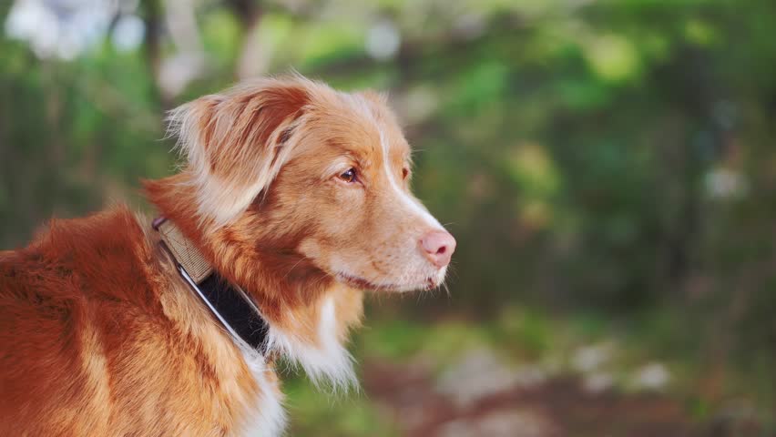 An attentive Nova Scotia Duck Tolling Retriever dog listens intently, nestled in a forested area