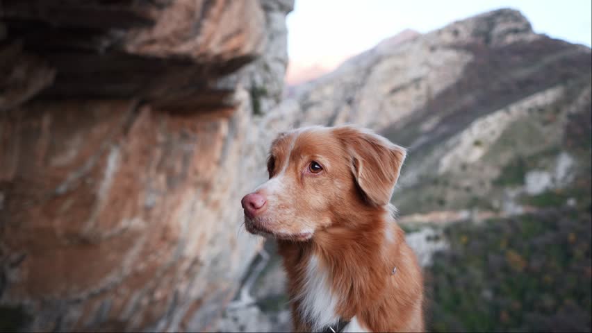 A Nova Scotia Duck Tolling Retriever dog perches on a rocky mountain path, gazing into the distance.
