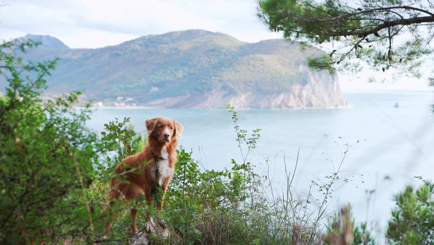  A Nova Scotia Duck Tolling Retriever dog stands amidst greenery, overlooking a serene bay
