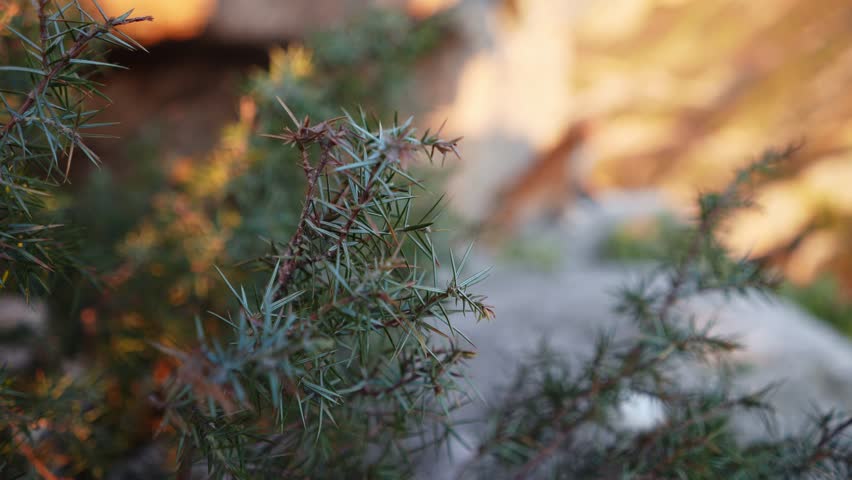 A Nova Scotia Duck Tolling Retriever dog perches on a rocky mountain path, gazing into the distance.