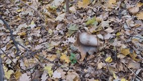 squirrel jumping in autumn leaves in a Moscow park video