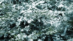 Frost. Snow and Christmas tree, winter, nature. Winter weather. Video HD modern