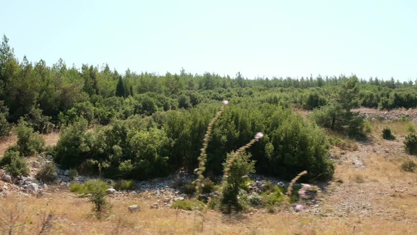 Mediterrenian vegetation, roads lined with green pine trees