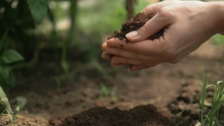 Hand holding soil, hand dirty with soil. Hands holding soil in agricultural field, close-up. Farmer is checking soil quality before sowing plant seeds. Agriculture and gardening concept. Royalty-Free Stock Footage #3412726983