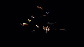 Colorful Butterflies - Large Swarm Flying Loop - LS View - I - Realistic 3D animation isolated on transparent background with alpha channel