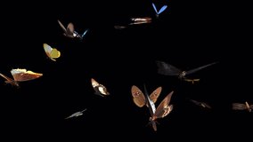Large Swarm of Colorful Butterflies - Flying Loop CU - I - Realistic cinematic 3D animation isolated on transparent background  
