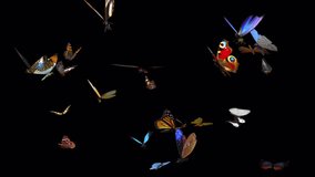 Large Swarm of Colorful Butterflies - Flying Loop CU - II - Realistic cinematic 3D animation isolated on transparent background  