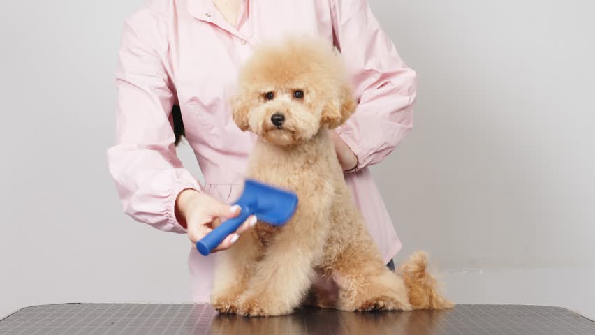 Cute female groomer combing the hair of a small cute maltipoo puppy. A funny little dog sits in a grooming salon or veterinary clinic. Cute poodle dog getting a haircut. Royalty-Free Stock Footage #3412761235