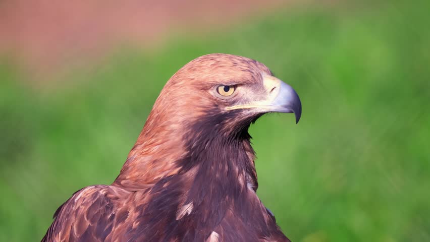 Golden eagle close-up against a background of green trees. A bird of prey hunts for its prey. The eagle sits and turns its head to the sides. Falcon hunting.