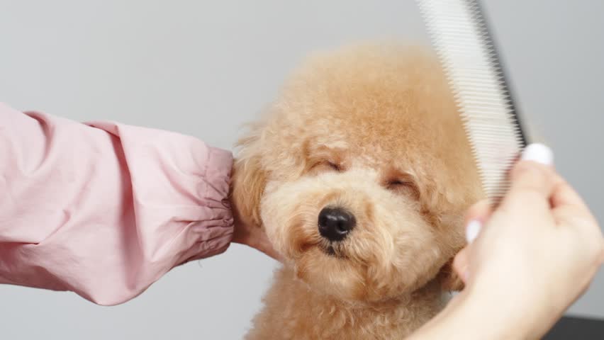 Cute female groomer combing the hair of a small cute maltipoo puppy. A funny little dog sits in a grooming salon or veterinary clinic. Cute poodle dog getting a haircut. Royalty-Free Stock Footage #3412796235