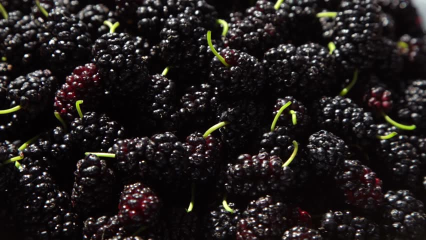 Mulberry in a bowl. Blackberry harvest in summer. Fruit food background. Green branch with mulberry leaves. Leaf on table. Royalty-Free Stock Footage #3412819501