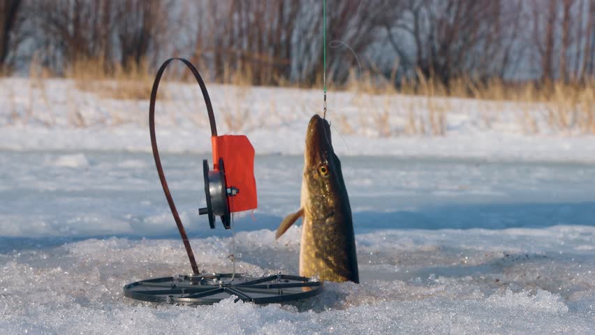 Ice fishing. Fishing Northern pike (Esox lucius) in late winter on the northern Europian rivers. Kind of fishing tackle with live bait (zherlitsa). Pike caught in a thaw is a close-up on thawed ice