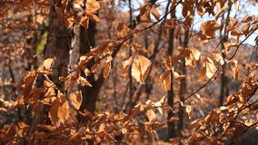 Autumn leaves close-up. Brown golden yellow leaves in bright sunlight. The concept of golden autumn, warmth and inspiration. Beech forest in October. Natural juicy background. Swaying in the wind. 4K