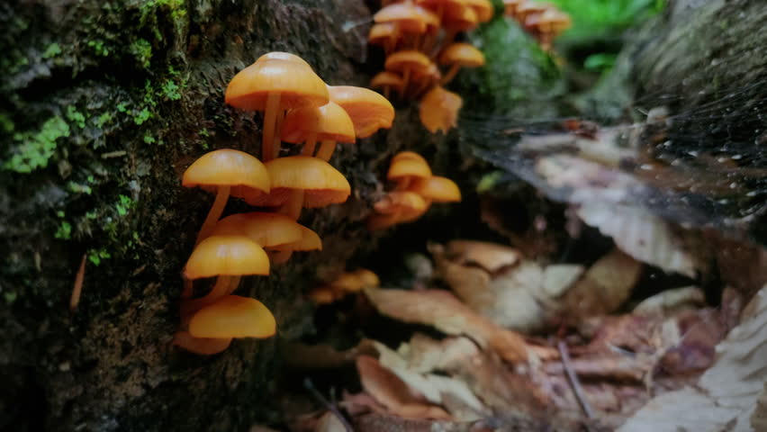 Orange Mycena Mushrooms Growth Fungus Macro Nature Tracking Shot. Macro shot of a group of Orange Mycena mushrooms growing in the forest, tracking shot.