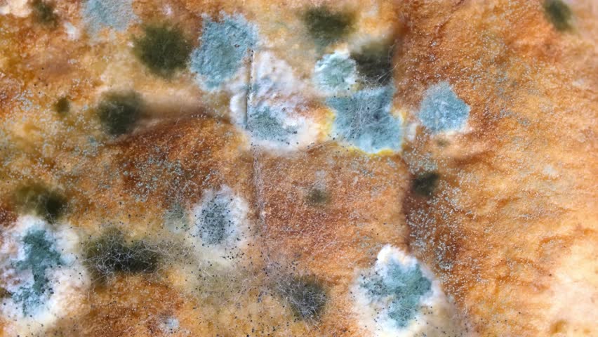 Mold on bread close-up macro. Mold on food. Fluffy mold spores as a background or texture. Mold fungus. Abstract background with copy space. Royalty-Free Stock Footage #3412967735