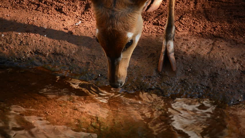 West African Sitatunga drinking water in a river - Tragelaphus spekii