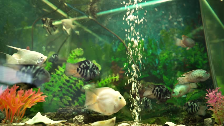 Close-up of beautiful fish in aquarium. Beautiful freshwater aquarium with green plants and many fish. Beautiful tank landscape.  Luminous shiny ecosystem, vibrant decorative tank 