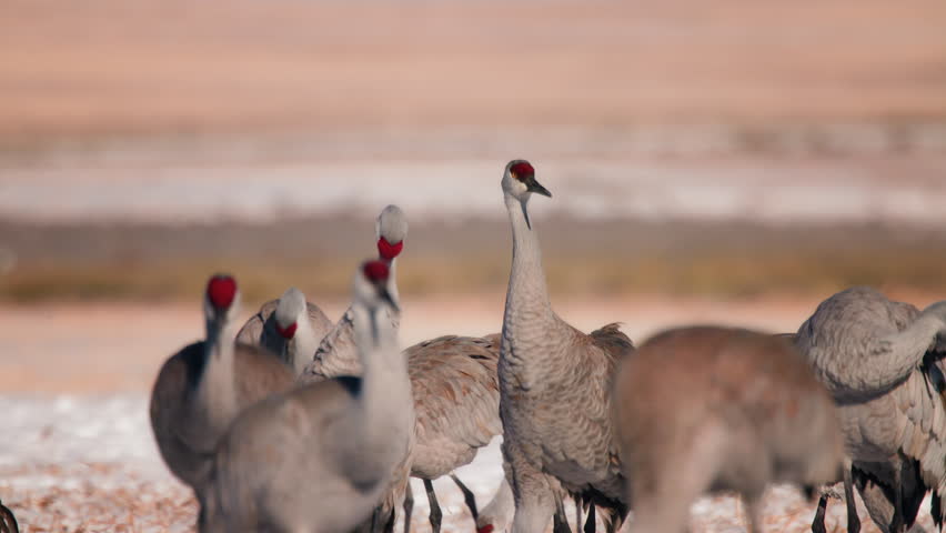 Group of Sandhill Cranes preening and eating in a snowy field