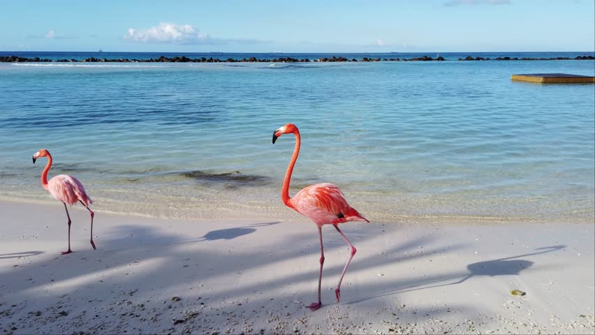 Holiday, beach, sea and orange flamingos in Aruba, Caribbean Royalty-Free Stock Footage #3413064281